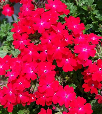 Verbena Superbena Royale® Iced Cherry